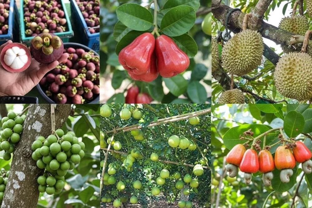 Miệt vườn trù phú, trái cây theo mùa đa dạng, là điểm hẹn hấp dẫn mỗi dịp hè.
